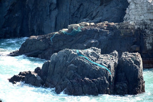 　東引海岸充斥海洋垃圾，近年來廢棄漁網的數量更是不斷增加，給海洋生態帶來嚴重威脅。（圖／文：陳其敏）