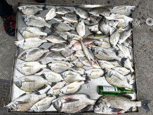 西莒釣況傳捷報,超過3斤的大黑鯛連續上鉤,釣友樂開懷。(圖/文:宋幸儒)