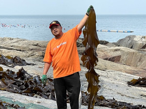　橋仔海帶14日今年第一收，每根海帶都超過一公尺長。（圖／文：陳鵬雄）
