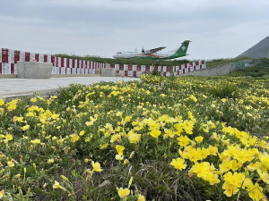 全面盛開。（圖與文：陳鵬雄）