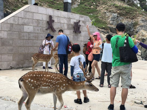 藍眼淚和大坵梅花鹿是馬祖重要生態觀光資源。(圖:陳鵬雄、王台榮)