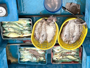中國大陸船舢舨越界載運漁獲,馬祖海巡強勢攔檢阻止,將依兩岸人民關係條例、入出國移民法及海關緝私條例擴大偵辦。(圖:馬祖海巡隊)