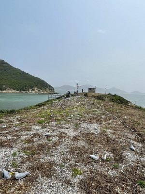 產發處委託台北鳥會在鐵尖島完成假鳥模型佈放,吸引燕鷗在馬祖築巢。(圖:縣府產發處)