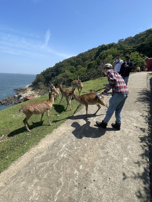 產發處1日前往大坵島進行生態觀光研商會勘,為鹿隻噴灑驅蟲藥劑,同時加強宣導安全須知。(圖:產發處)