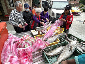 春寒未散,地區漁民近日又陸續捕獲野生鮸魚,而且體型不小,當然逃不過大老闆跟老饕的法眼,沒多久就銷售一空。(圖/文:曹重偉)