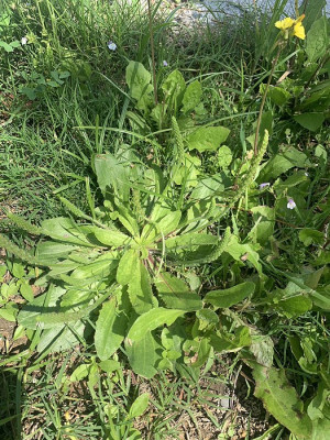 　當季的金銀花、車前子都是馬祖人傳統食用的涼茶。（圖／文：林冰芳）