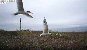 產發處監視器5月2日拍攝到2隻黑嘴端鳳頭燕鷗抵達鐵尖勘察棲地。(圖:產發處)