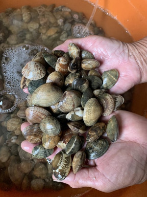 　打氧機在海水中注入氧氣可順利延長花蛤離開潮間帶後的生命力。（圖：馬祖日報）
