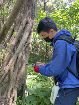 產發處委託台灣樹木保育股份有限公司進行榕樹蟲害防治。(圖:產發處)