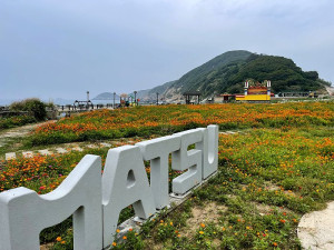 　坂里天后宮後方空地花海盛開，壯觀的場面不輸當年的油菜花田。（圖／文：陳鵬雄）