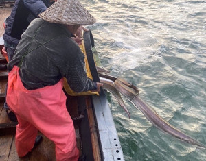 馬祖海巡隊東引海域查扣越界陸船「霞下滸水0323」,起出鰻魚74.5公斤全部海拋,將船上5人連同船隻海上長途押返南竿。(圖:海巡署馬祖海巡隊)
