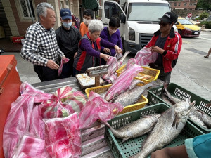 春寒未散,鮸魚季也未退場,地區漁民近日又陸續捕獲野生鮸魚,而且體型重達8斤以上,不論打魚丸或是下鍋油炸都是人間美味。(圖/文:曹重偉)