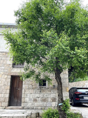 橋仔小澳百年棗樹為受保護樹木,老樹與老屋成為遊客拍照打卡景點。(圖/文:陳鵬雄)