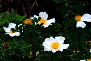 　琉球野薔薇是一種耐旱、抗風的長綠植物，莖堅韌具攀緣性，花朵大而搶眼，白色與黃色的組合看似一顆荷包蛋。(圖／文：陳其敏)