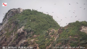 西莒蛇山同樣觀測到大量燕鷗,台北鳥會近期安排再到馬祖觀察燕鷗生態區族群數量。(圖:產發處)