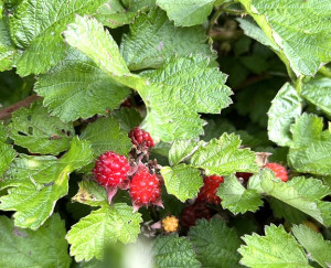趁著週末走出戶外尋找野叢裡的季末紅梅消。(圖/文:林冰芳)