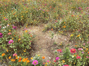 　坂里天后宮花海出現多處遭人踐踏的痕跡，相關單位疾呼各界要珍惜綠美化成果。（圖／文：陳鵬雄）