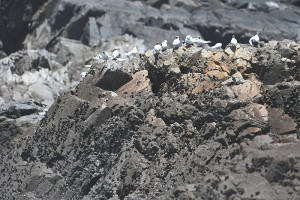 台北鳥會1日出海進行燕鷗生態調查,北竿鐵尖島大鳳頭燕鷗數量達2100隻。(圖:台北鳥會)