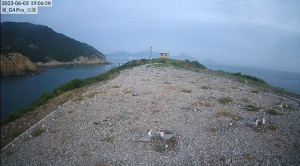 鐵尖島監視系統顯示6月3日傍晚一隻遊隼攻擊(上圖),島上的鳥受驚嚇全跑光了(下圖)。(圖:台北鳥會)