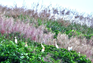 　隨著端午節腳步近，東引島上的五節芒花也已經盛大綻放，紅褐、金黃色花穗如波浪一般迎風搖曳，氣勢磅礡壯觀。（圖／文：陳其敏）
