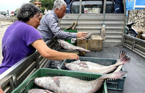 北竿漁民捕獲多尾夏日罕見的鮸魚,一市斤約180元上下。(圖/文:陳鵬雄)