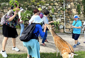　大坵梅花鹿進入落角期，產發處提醒民眾、遊客需注意此時期鹿隻易受驚動，需特別注意安全。（圖：本報資料室）
