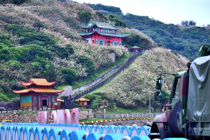 　「芒」山遍野。（圖／文：陳其敏）