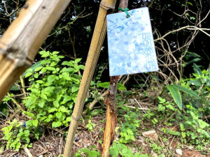 　北竿37據點今年3月栽種的櫻花樹疑遭羊隻啃食樹皮，部份樹苗呈現枯死狀態。（圖／文：陳鵬雄）