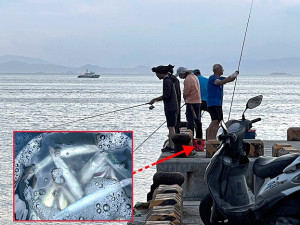 花飛、鯷魚過境,橋仔碼頭出現搶鮮釣客。(圖/文:陳鵬雄)