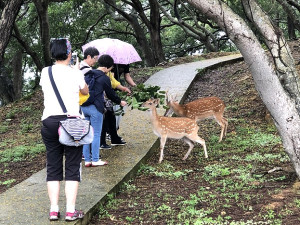 　產發處提醒前往大坵遊客千萬不要用手去摸鹿，以免寄生蟲上身造成健康危害。（圖：本報資料室）