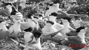 大陸連江四姆嶼12隻黑嘴端鳳頭燕鷗現身。(圖:福州日報)