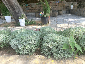 野生海芙蓉越來越稀少,地區近年多用來植栽觀賞用。(圖/文:林冰芳)