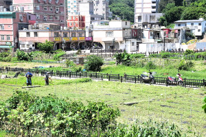 　產發處推動在地春夏秋冬原生花卉培育種植及林相更新，在介壽蔬菜公園承租農地種植，近日租約結束在除草整理，恢復原狀後還給鄉親。（圖／文：曹重偉）