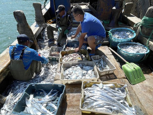 　橋仔開始定置網漁汛期，近日漁民已捕獲大量白帶魚和小白鯧。（圖／文：陳鵬雄）