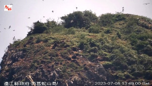 　產發處與台北鳥會7月16日舉辦免費賞鷗活動，歡迎報名參加。（圖：台北鳥會）