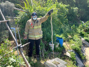 北竿地區今年捕蛇蜂總計達62件,平均每天都有一件。(圖:北竿消防隊提供)