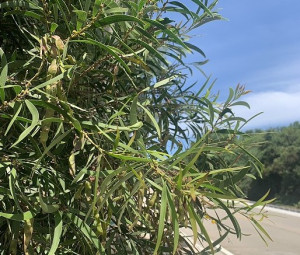 　相思樹等戰地政務時期的綠植栽能串連成一篇篇心酸事，以現在的角度來解讀，都是搏君一笑的小事。（圖／文：林冰芳）