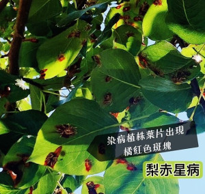 染上梨赤星病的豆梨不影響3、4月觀賞花期,豆梨生長環境3公里內只要有龍柏存在就很難將病根清除。(圖:馬祖日報)