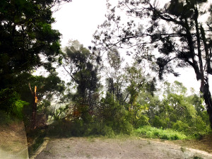 東莒島受颱風杜蘇芮外圍環流影響,路樹不敵強風侵襲橫躺路中。(圖/文:蔡夢玲)