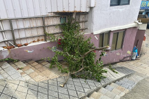 中颱杜蘇芮外圍環流籠罩,28日清晨對東引影響達到最高峰,沿海波濤洶湧,強陣風吹襲下,部分道路遍佈落葉。(圖/文:陳其敏)