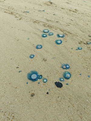 颱風過後馬港、北竿馬鼻灣出現大量有毒的錢幣水母。(圖:產發處)