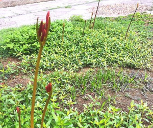 　受惠中颱杜蘇芮外圍環流帶來幾波短暫陣雨，西引島后澳與東引國中小校園已發現有換錦花抽莖出土。（圖／文：陳其敏）