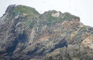 挺過兩個颱風,西莒蛇山成為今年馬祖列島保護區唯一有燕鷗繁殖記錄的無人島礁。(圖:摘自蛇山即時監控系統)