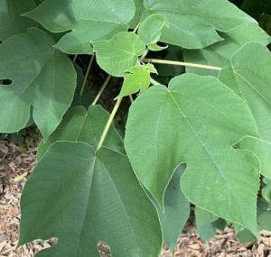 構樹是常見的綠植栽也可說是最適合當行道樹樹種之一。(圖/文:林冰芳)