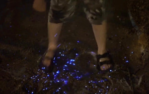 馬祖夏日海灘夜晚除了藍眼淚外,踩星沙其實也是另一項值得體驗的行程。(圖:劉志豪提供)