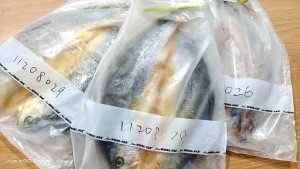 因應中國進口「黃魚」被檢出殘留恩氟奎林羧酸,衛福局立即針對地區有販售之超市、大賣場及特產店進行抽驗生鮮黃魚委外送檢。(圖:連江縣衛福局)