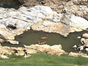 　梅花鹿也怕熱，夏天可見大坵島梅花鹿在海邊池子泡澡降溫。（圖：本報資料室）