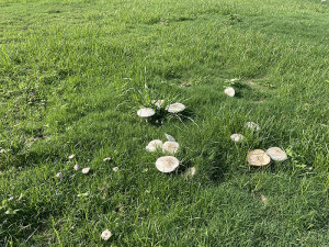 西莒陳元帥廟旁運動場草皮上成群冒出了白色的綠褶菇,請鄉親注意有毒勿食。(圖/文:宋幸儒)