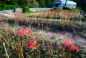 　東引苗圃人工培育紅花石蒜，經過六、七年等待，今年花況更加火紅、壯盛。（圖／文：陳其敏）