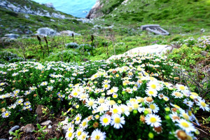 　東引「烈女義坑」景區，華南狗娃花簇擁成叢，數量最多，盤踞著開闊山坡地，延續著夏季的熱情與繽紛！（圖／文：陳其敏）